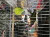 Plum haded parakeet